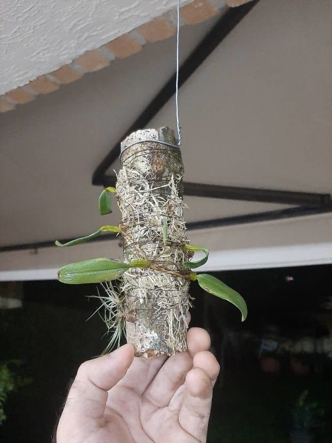 Bulbophyllum 3