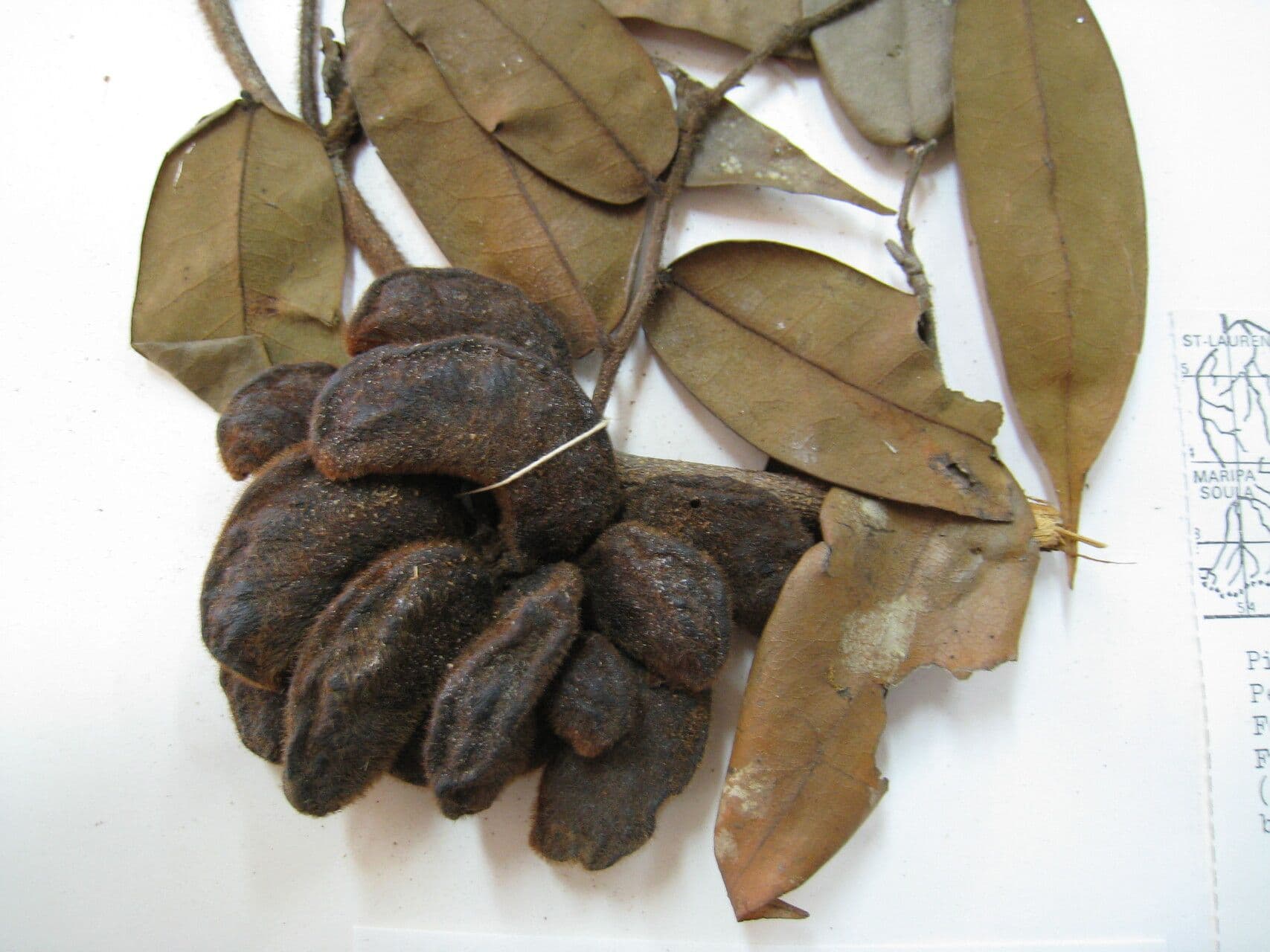Xylopia 8
