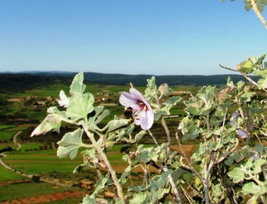 Malva subovata 18