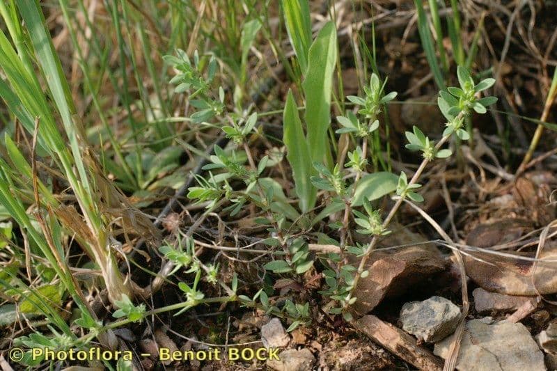 Paronichia spinosa 5