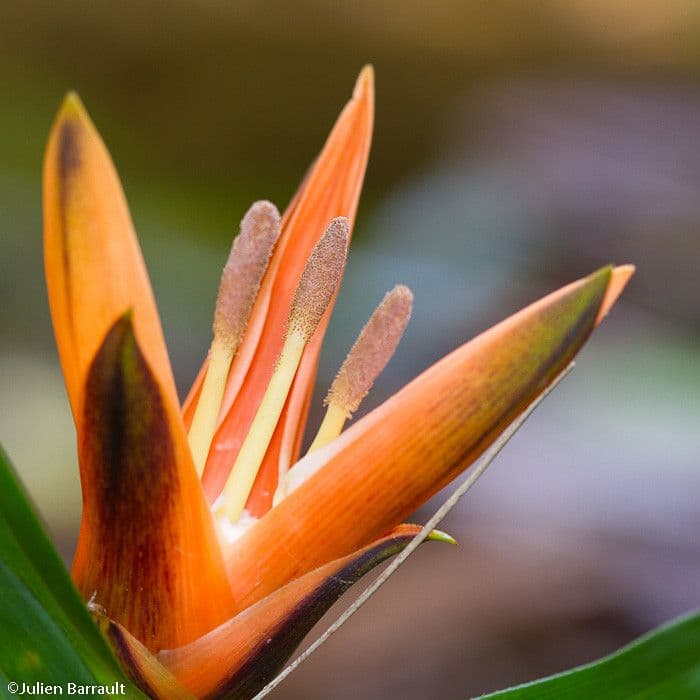 Freycinetia 12