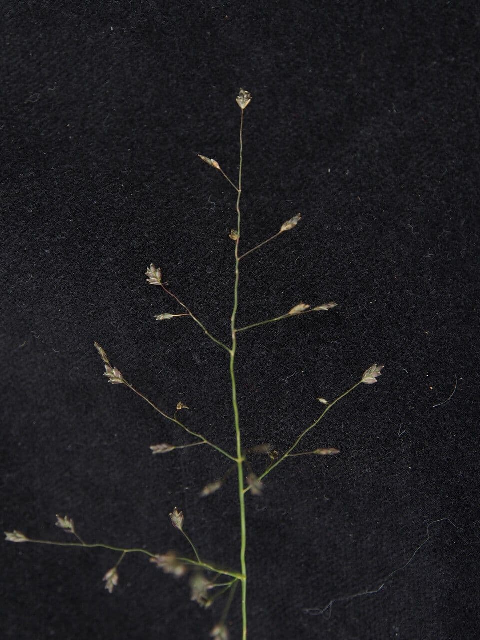 Eragrostis 5