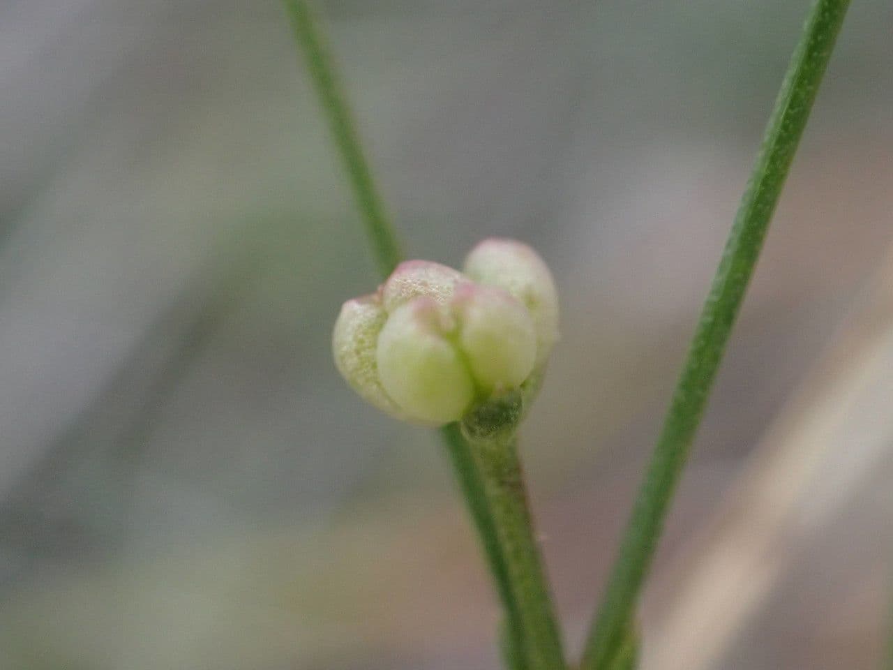 Stellina comune