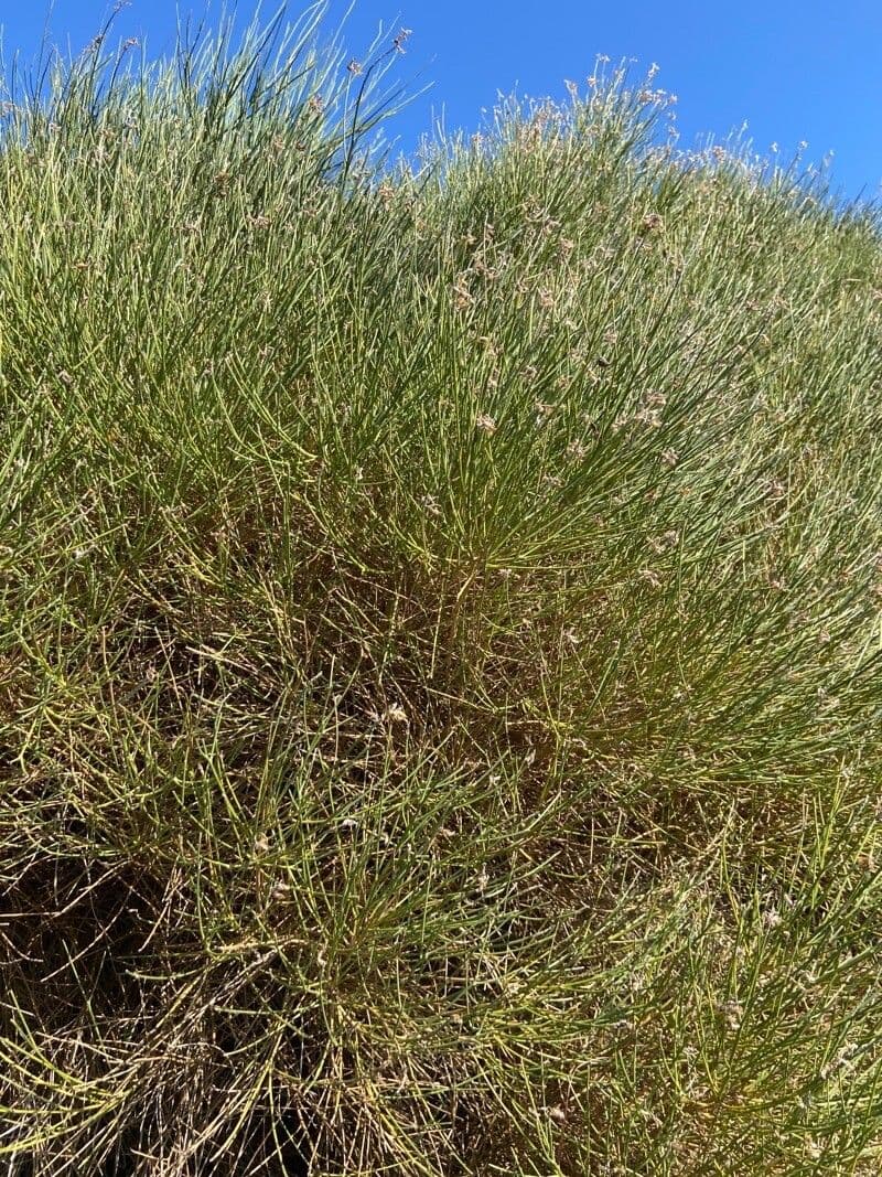 Ginestra radiata 20
