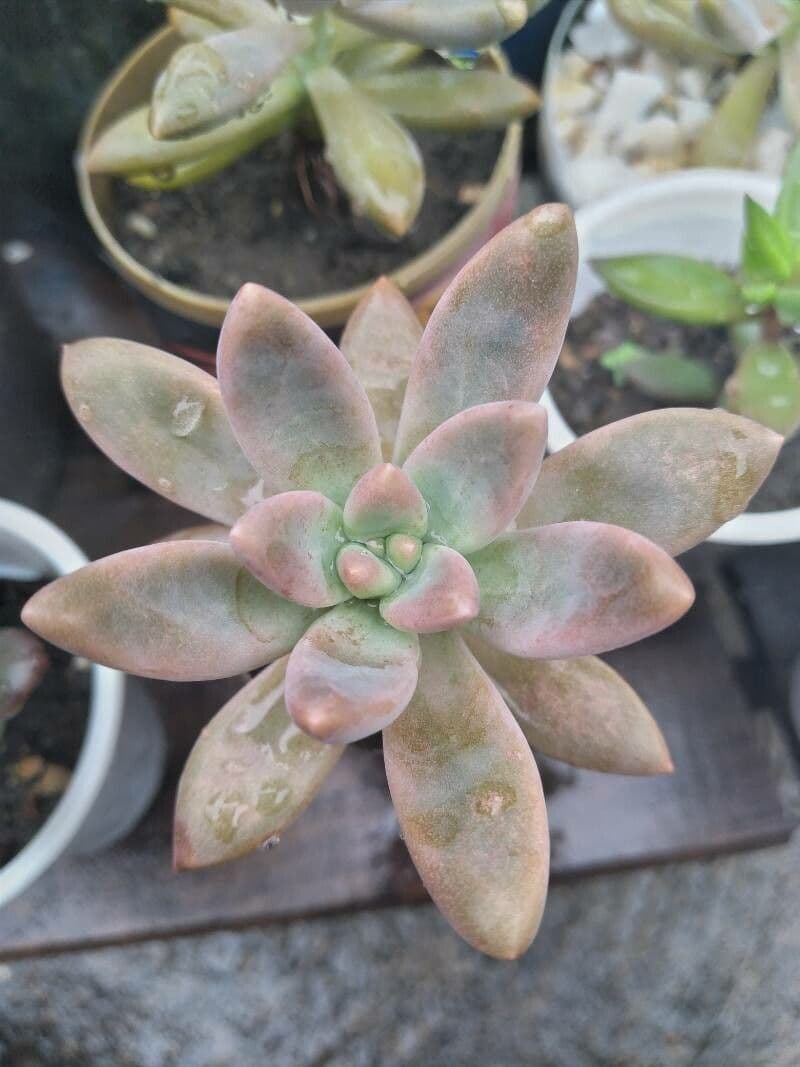 Graptopetalum