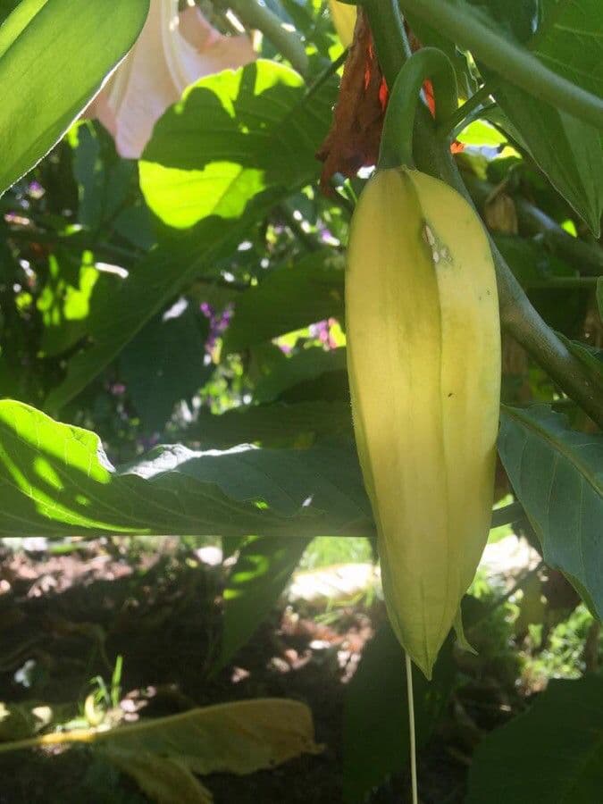 Datura 30