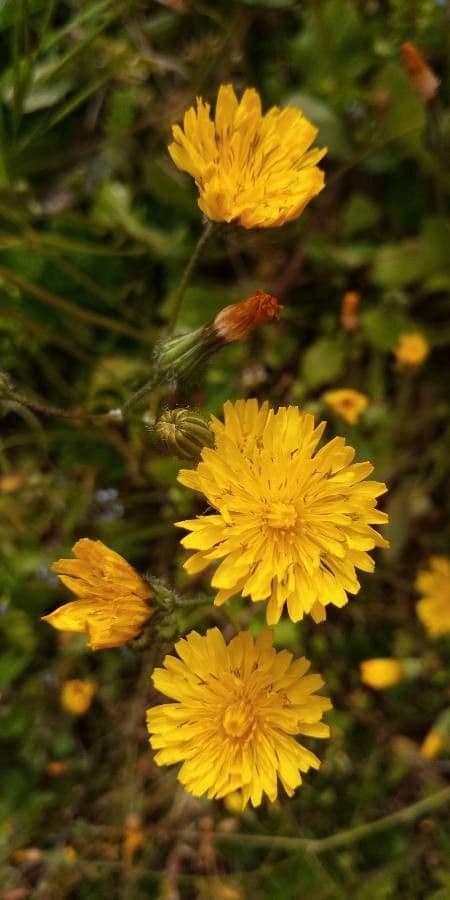 Radicchiella setolosa 10