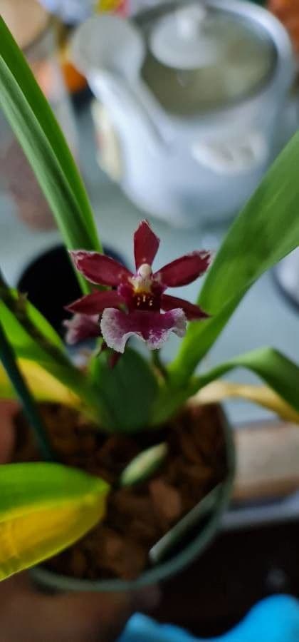 Oncidium