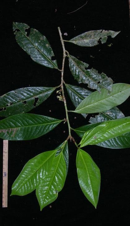 Erythroxylum 11