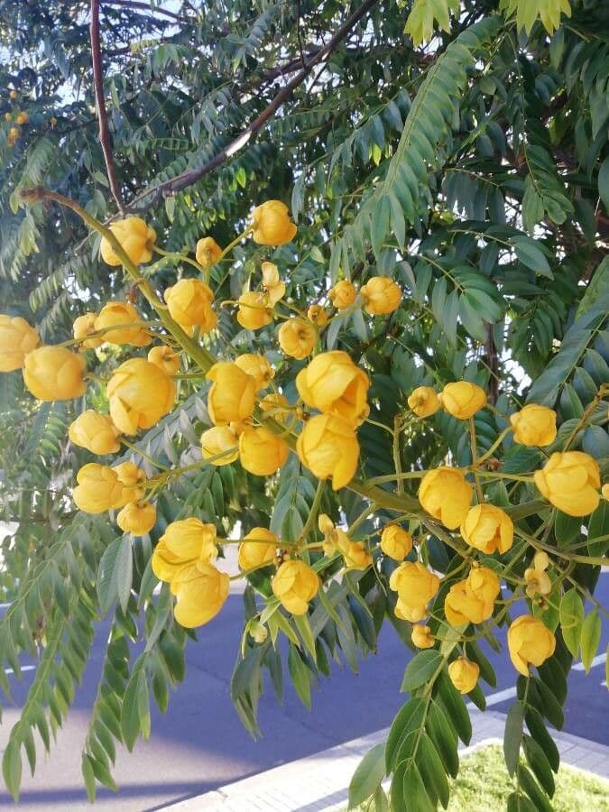 Cassia spectabilis 6