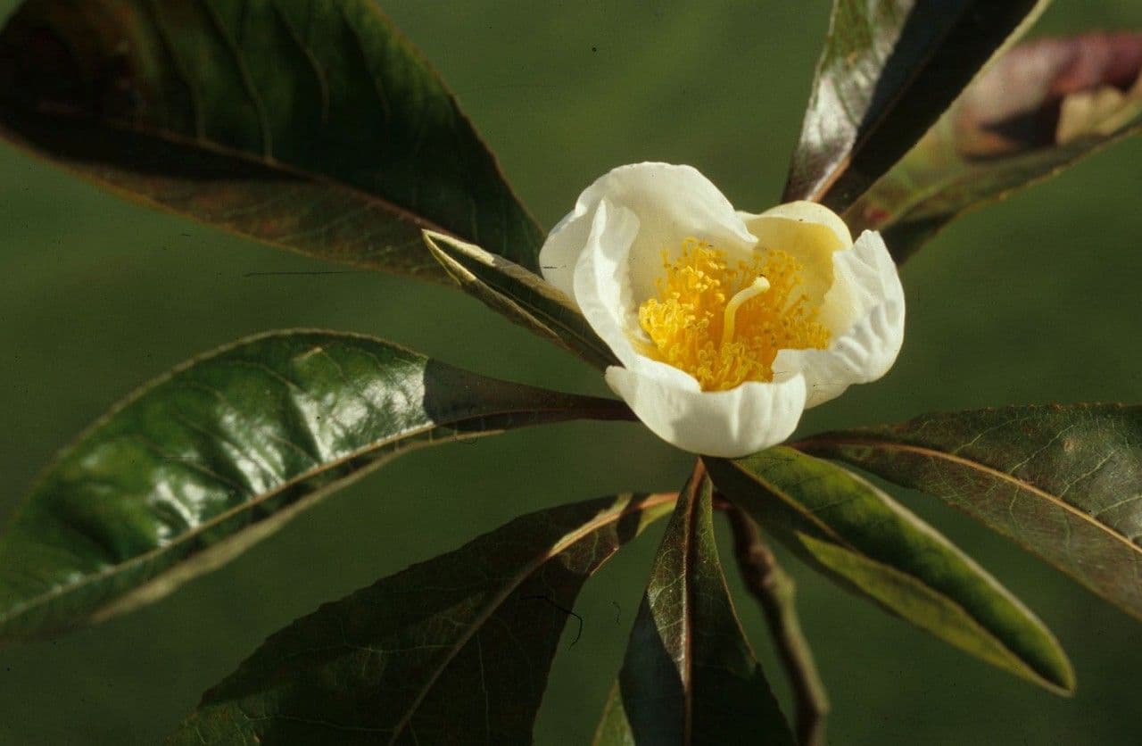Franklinia