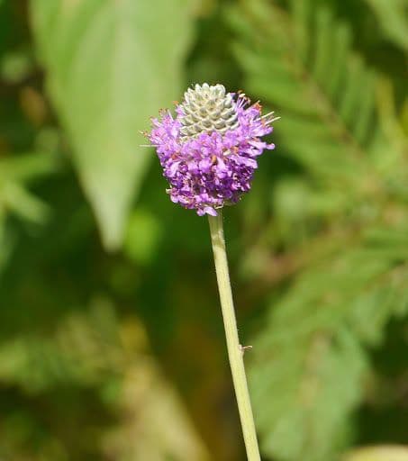 Dalea compacta 2