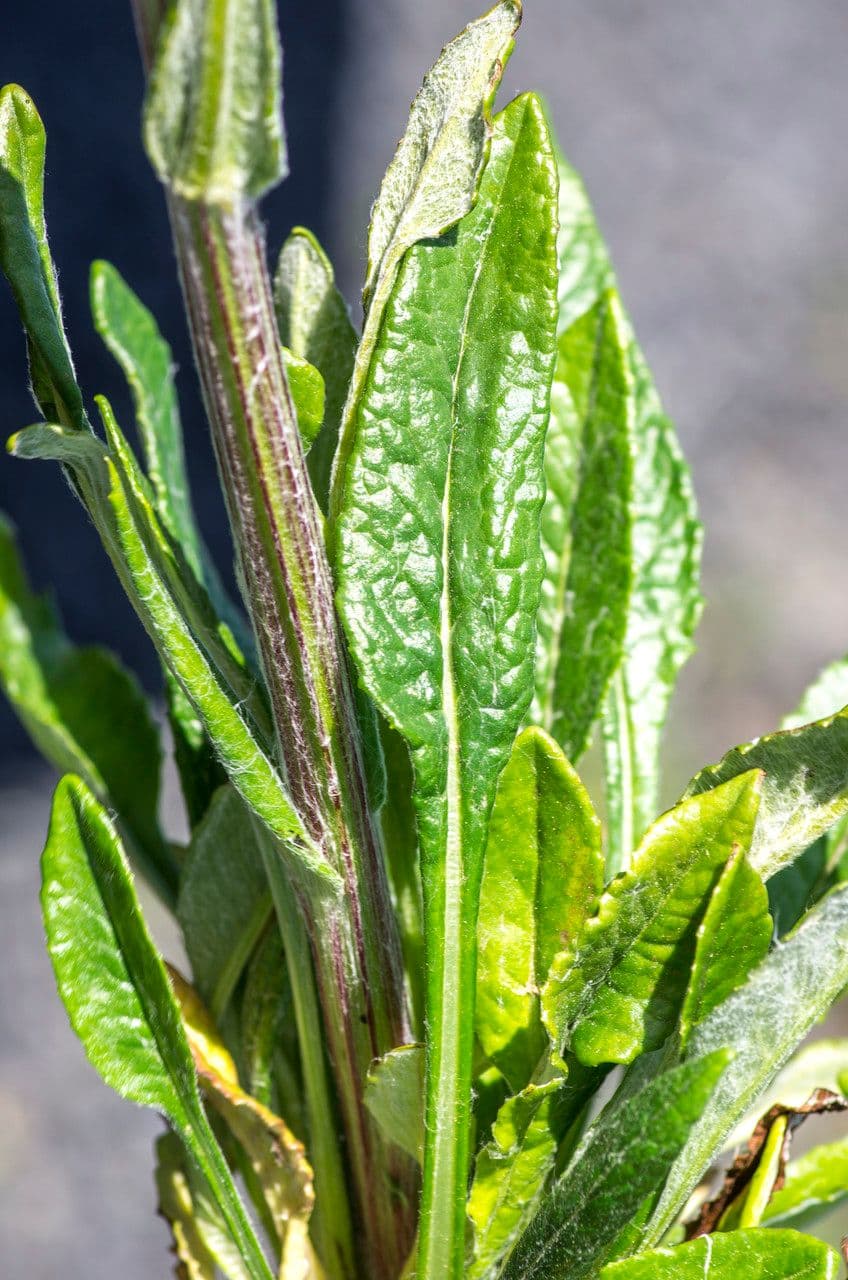 Tephroseris helenitis 21