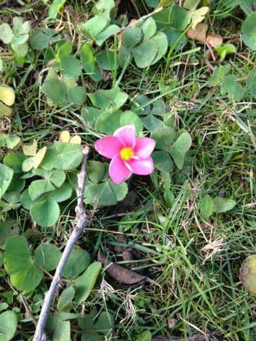 Oxalis pourpre 10