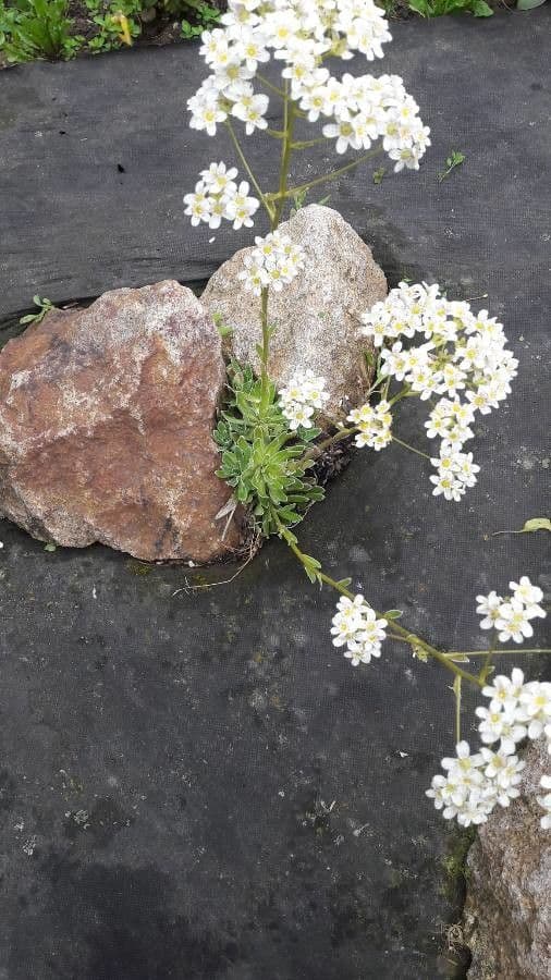 Saxifraga hostii 8