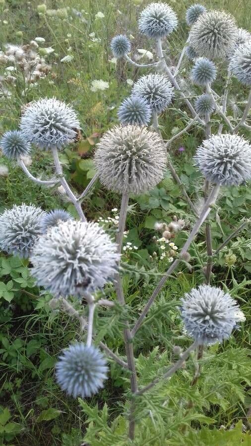 Great globe thistle 9