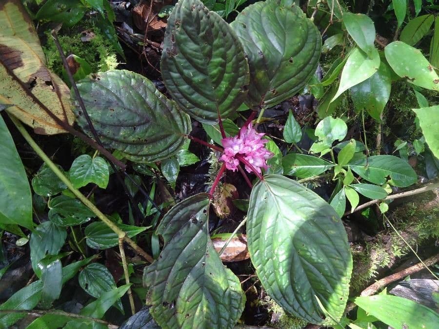 Drymonia 12