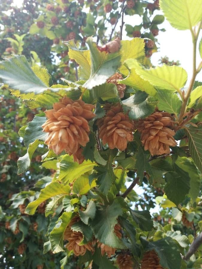 Carpino nero
