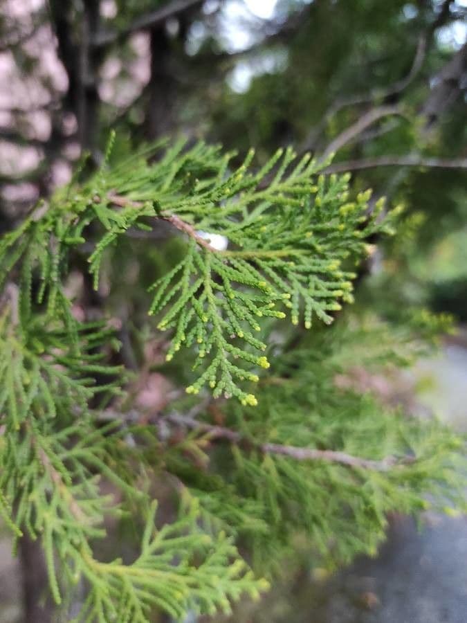 Arborvitae oriental 19