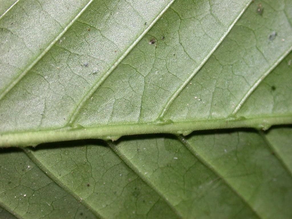 Psychotria 7