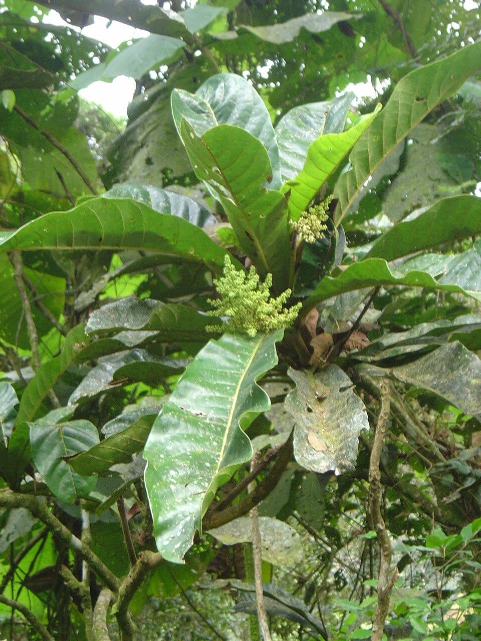 Meliosma