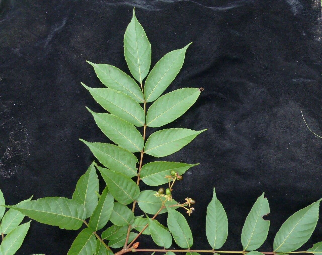 Albero amaro 5