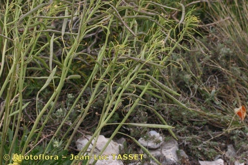 Brassica repanda