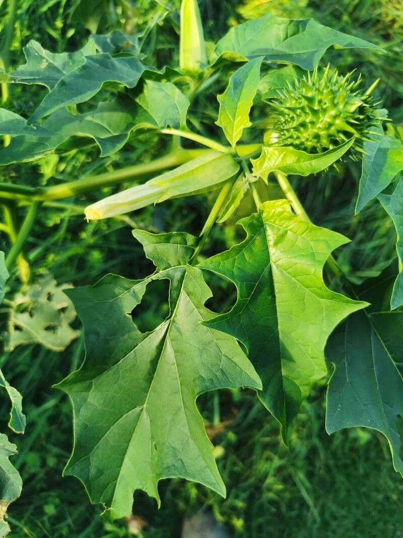 Datura 16