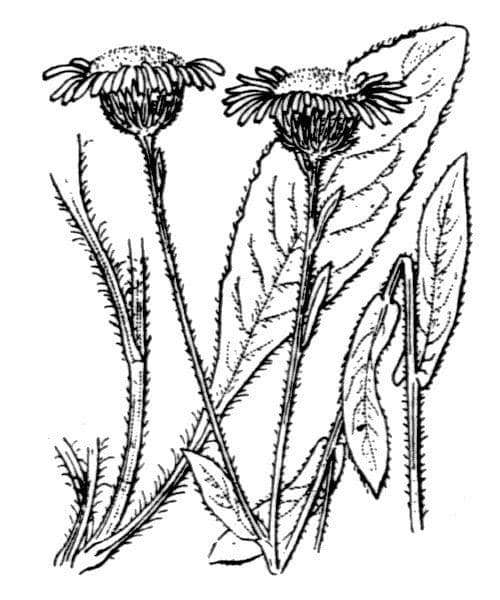 Pulicaria odora 23