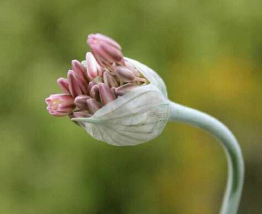 Aglio