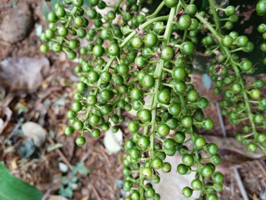 Ardisia révolutée 3