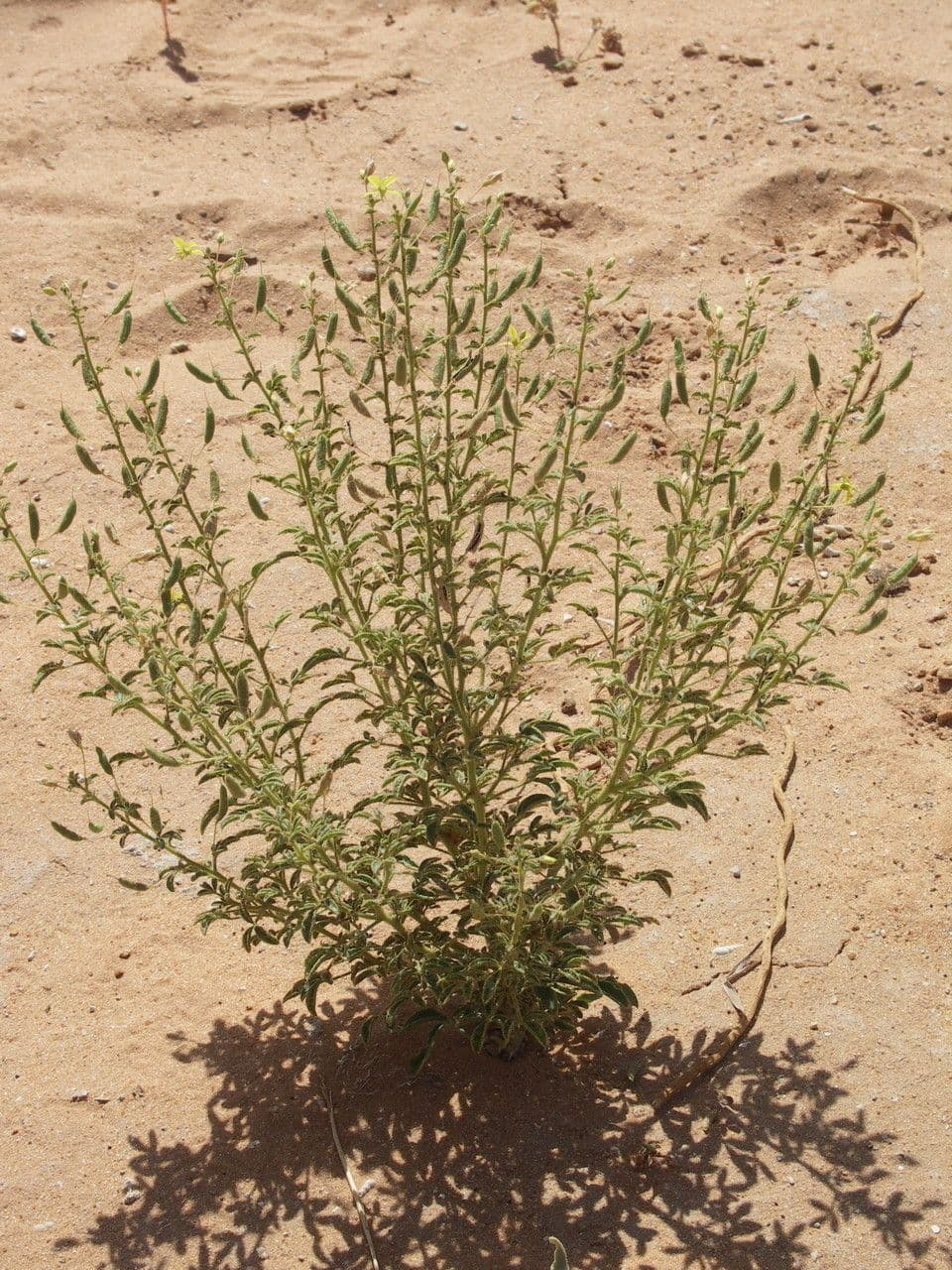 Cleome a frutto corto 8