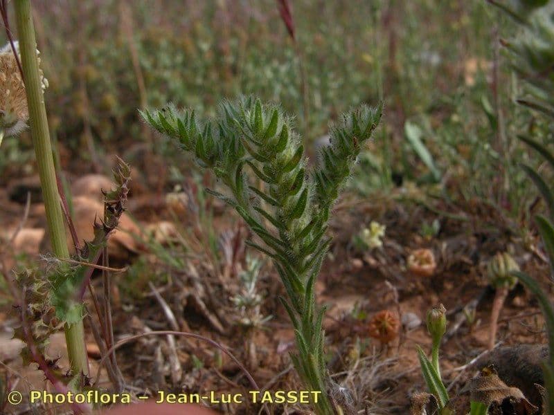 Neatostema apulum