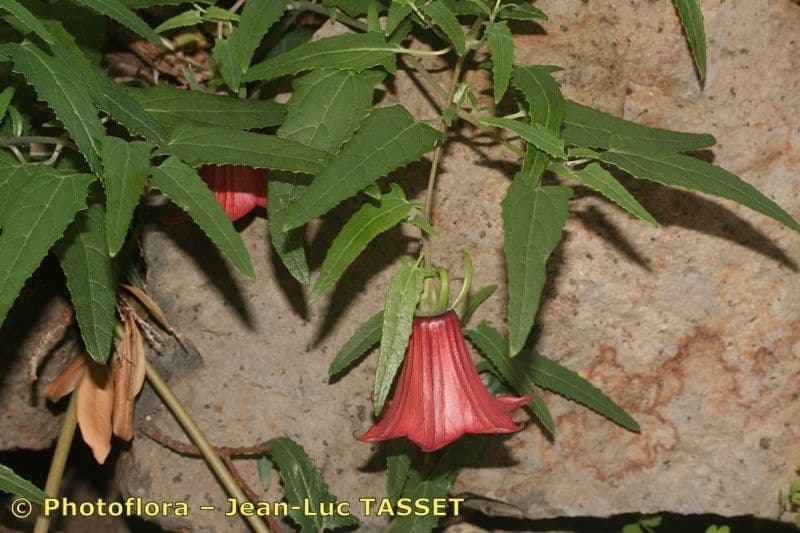 Canary bellflower 27