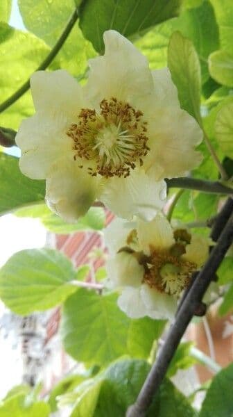 Kiwi dorato 10