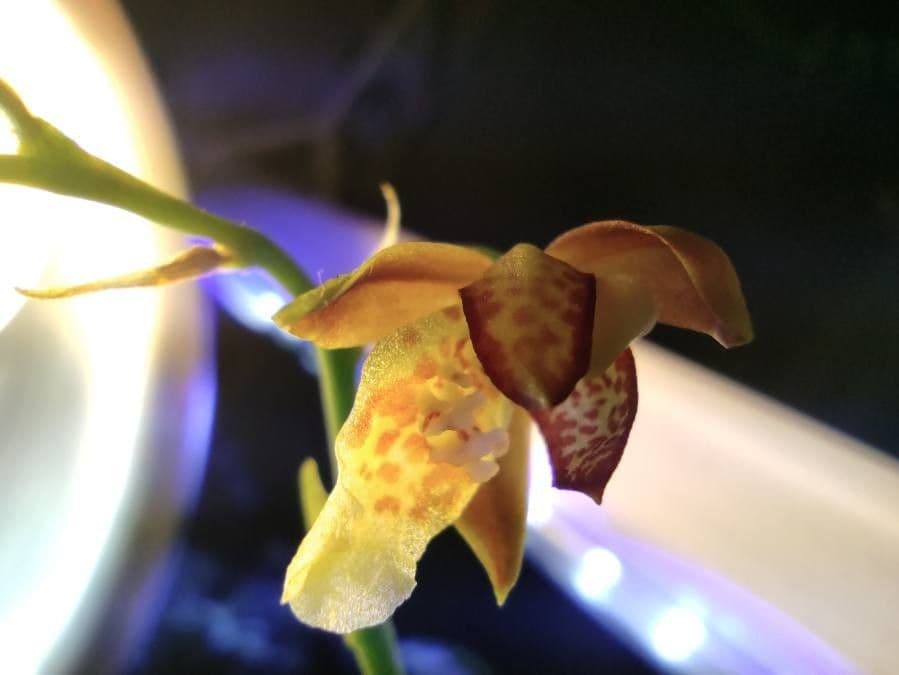 Leochilus