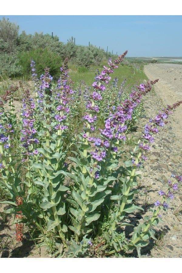 Penstemon 8