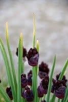 Aglio