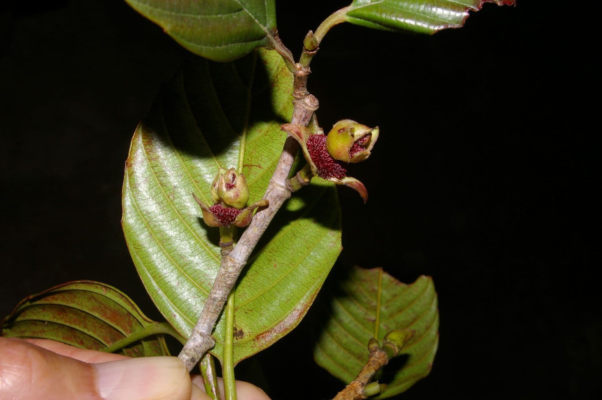 Ticodendron 2