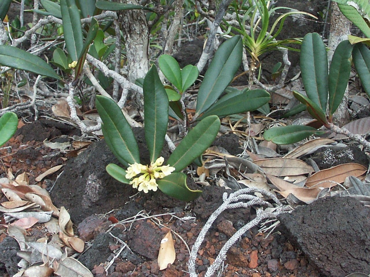 Baloghia 5