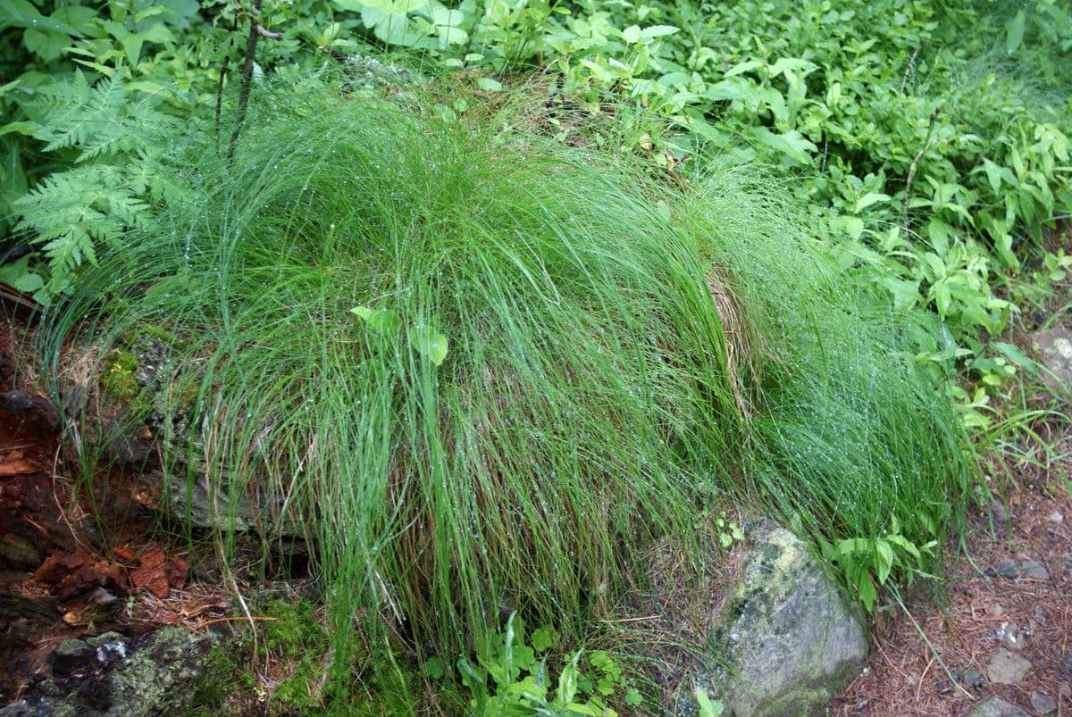 Festuca flavescens 8