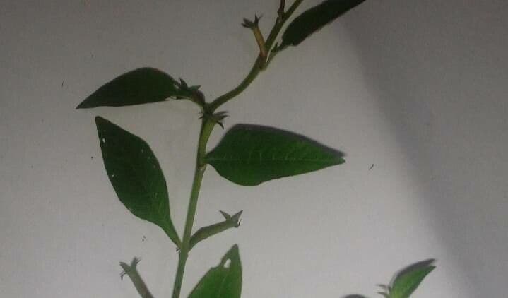 Ludwigia 4
