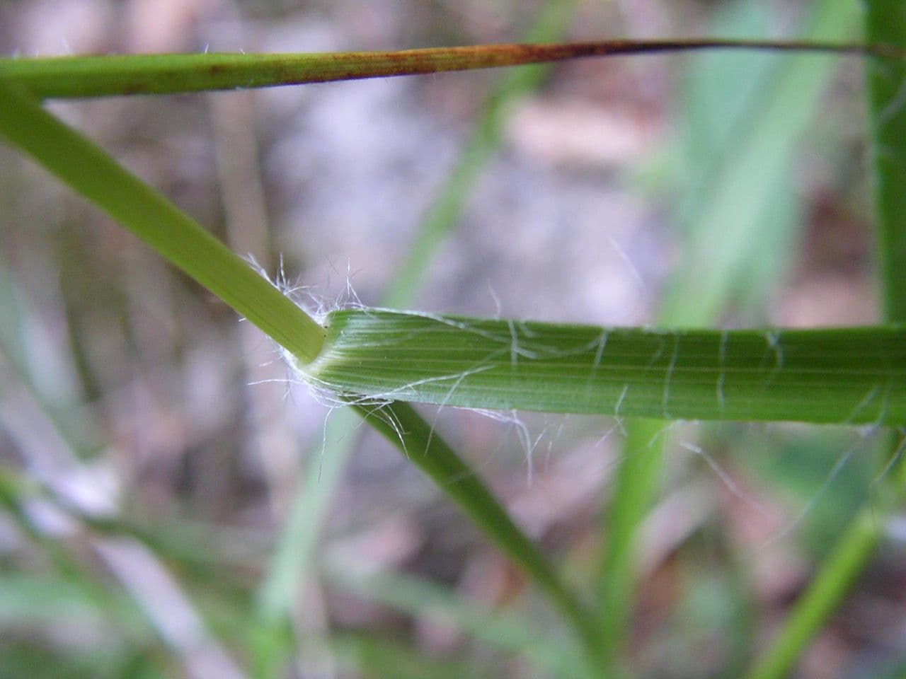 Erba lucciola bianca 22