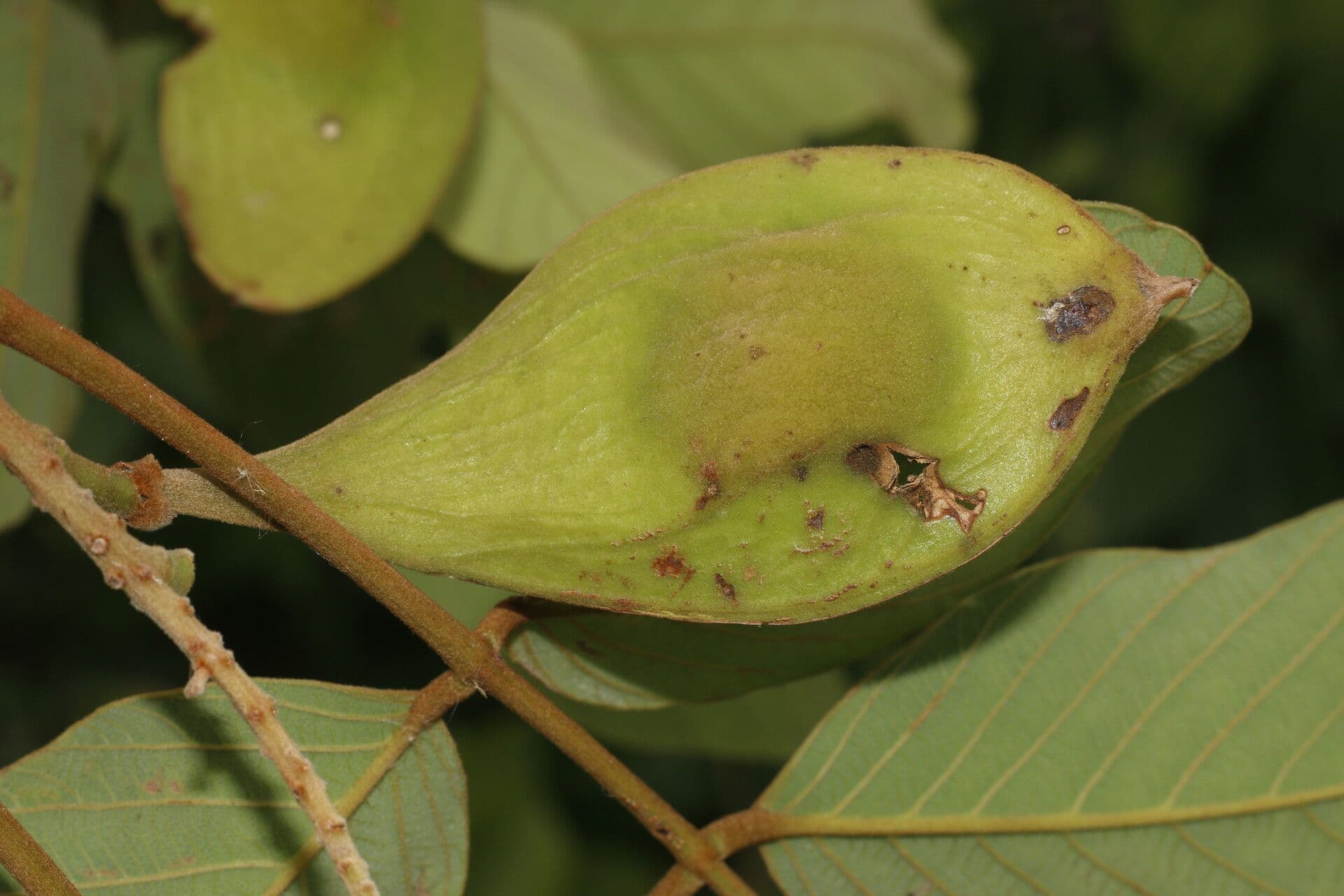 Lonchocarpus