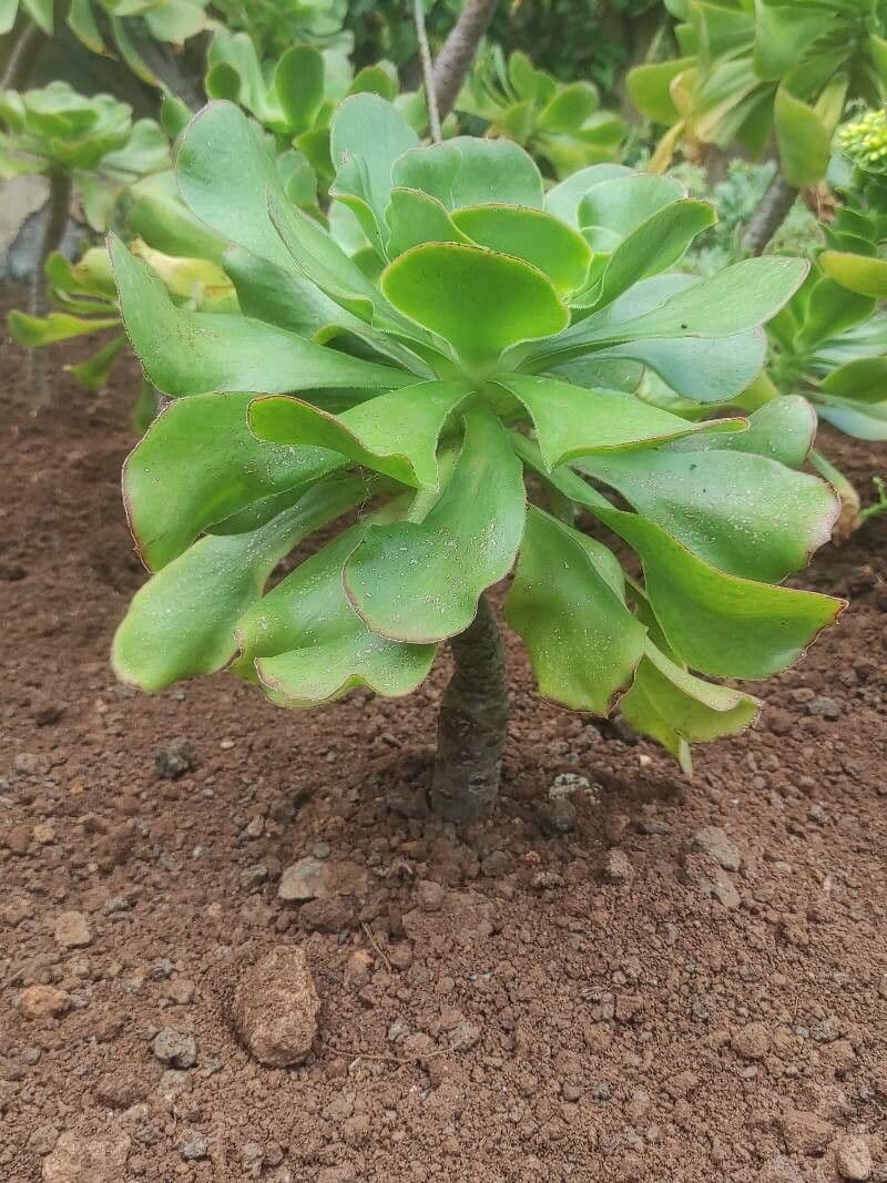 Aeonium ondulato 7