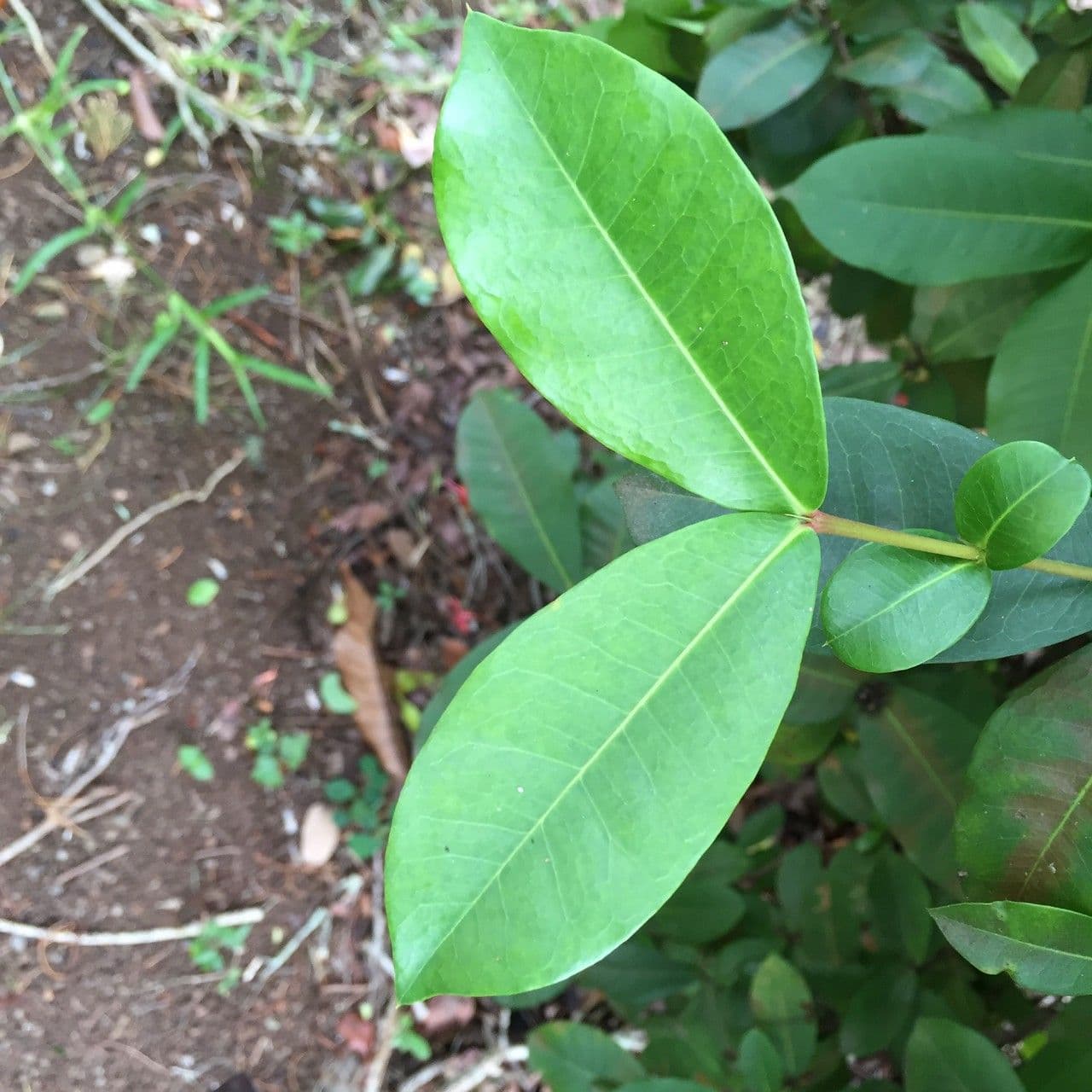 Ixora 11
