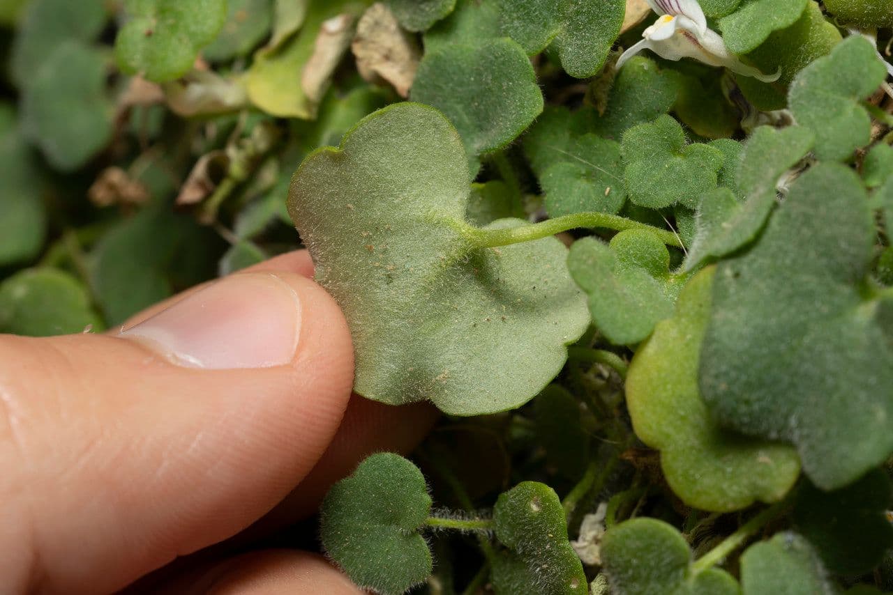 Cymbalaria 7