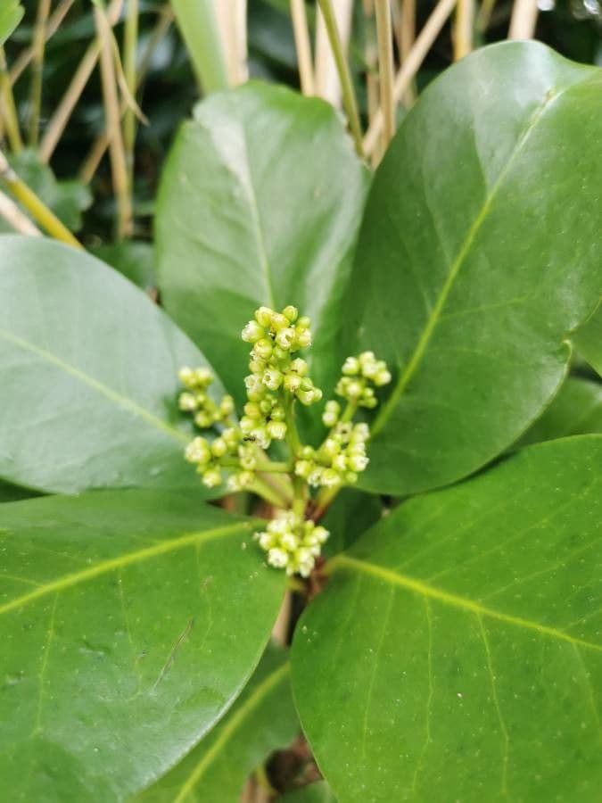 Karapofrucht 5