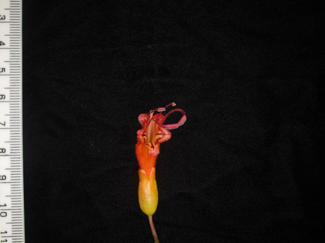 Aeschynanthus 12