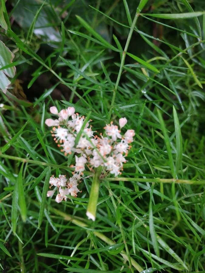 Garten-Spargel 7